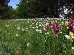 Ecco i nomi dei docenti della III^ edizione della Summer School del Parco Nazionale della Sila